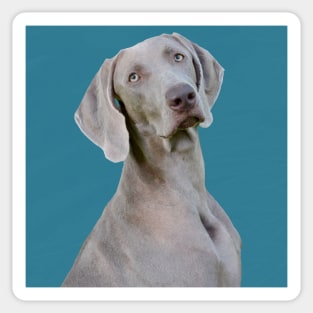 Turquoise Weimaraner Sticker